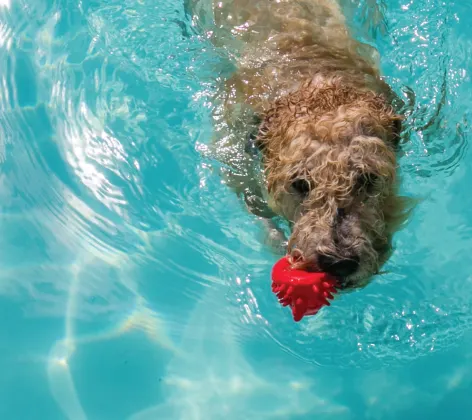 Tan Poodle Swimming in a Pool with a red squeaky toy in their mouth. 